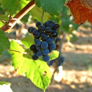 Sangiovese Toscana IGT